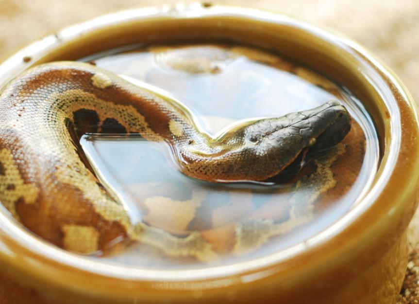 How to Give Your Reptile Pet a Bath PetMD